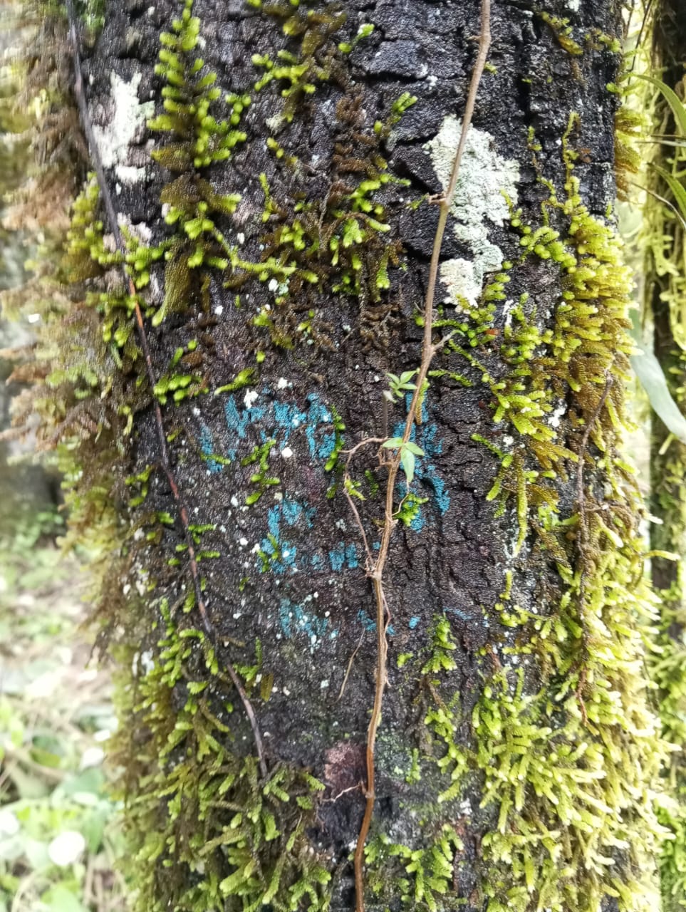 Marca azul de lindero en un árbol