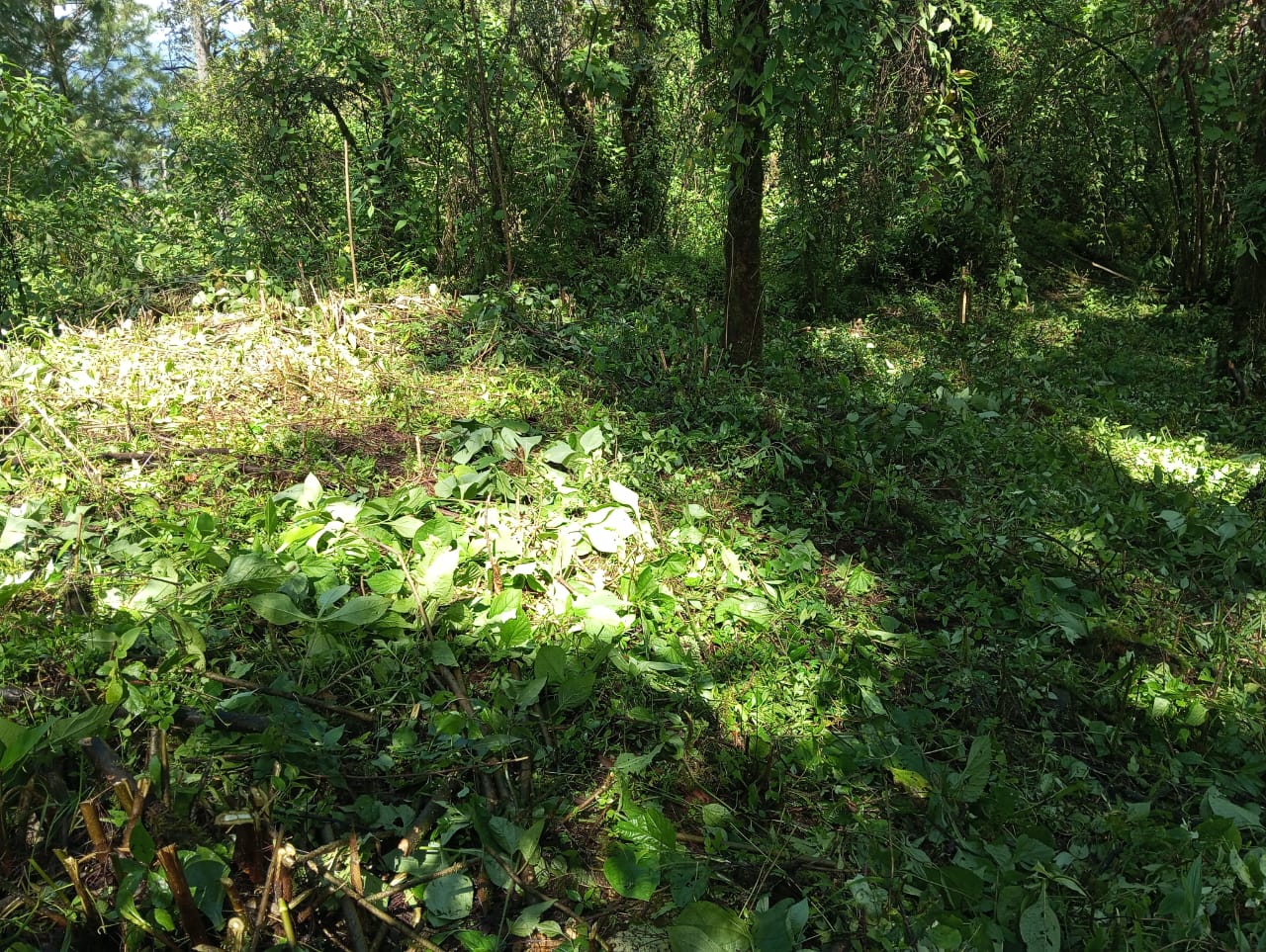 Terreno despejado entre el bosque